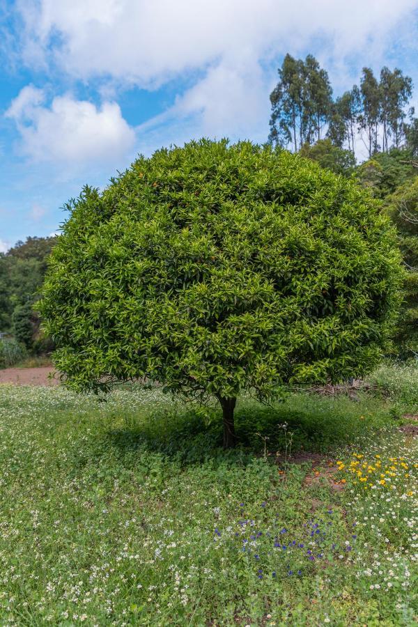 Quinta biológica, com vista, na Serra de Sintra Exterior foto